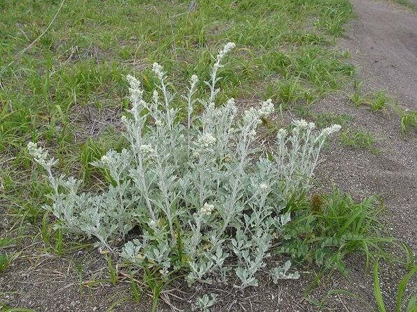 wormwood maka ọgwụgwọ nke spinal osteochondrosis